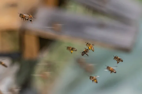 Primer plano de abejas voladoras en colmena colmena Abejas trabajadoras recogiendo polen amarillo — Foto de Stock