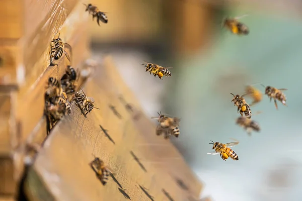 Primo piano delle api mellifere volanti nell'alveare apiario Api operaie che raccolgono polline giallo — Foto Stock