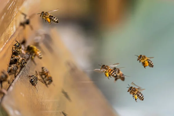 Primer plano de abejas voladoras en colmena colmena Abejas trabajadoras recogiendo polen amarillo — Foto de Stock