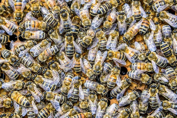 Rama wosku pszczoły miodnej z setkami pszczół pracujących — Zdjęcie stockowe