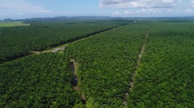 Kosta Rika 'da sonu gelmeyen palmiye ağaçlarının içindeki bir yolun havadan görünüşü palmiye yağı üretir.