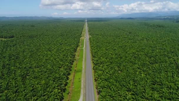 コスタリカの無限のヤシの木のプランテーション内の道路の空中ビュー中央アメリカはヤシ油を生成します — ストック動画