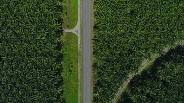 Luchtfoto van een weg in eindeloze palmbomen plantage in Costa Rica Midden-Amerika produceert palmolie — Stockvideo
