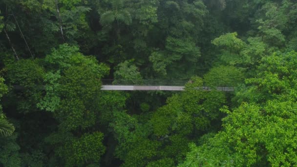 Ζευγάρι περπάτημα πάνω mystico κρέμεται γέφυρες στο La Fortuna τροπικό δάσος εναέρια θέα drone στη ζούγκλα της Κόστα Ρίκα — Αρχείο Βίντεο