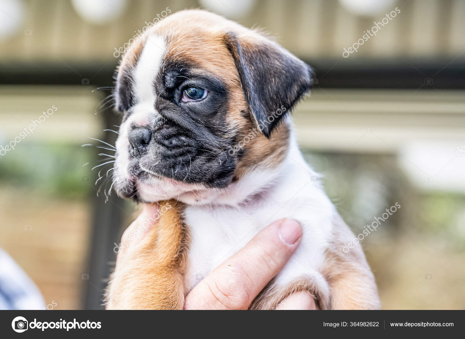 4週間若いです純金子犬ドイツのボクサー犬 ストック写真 C Donogl