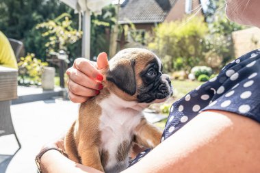 4 haftalık genç safkan köpek yavrusu Alman boksör köpeği kadın kolunda
