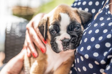 4 haftalık genç safkan köpek yavrusu Alman boksör köpeği kadın kolunda