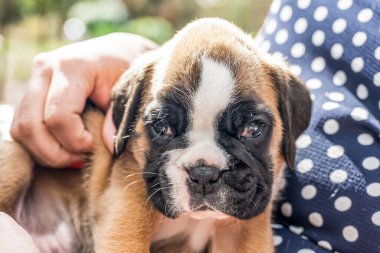 4 haftalık genç safkan köpek yavrusu Alman boksör köpeği kadın kolunda