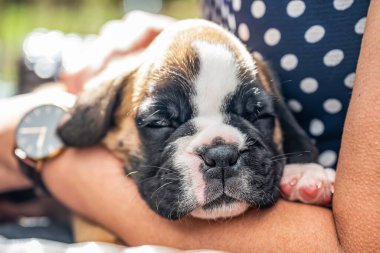 4 haftalık genç safkan köpek yavrusu Alman boksör köpeği kadın kolunda