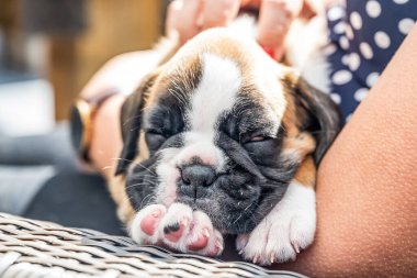4 haftalık genç safkan köpek yavrusu Alman boksör köpeği kadın kolunda