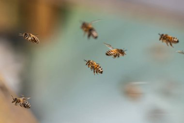 Arı kovanına uçan bal arılarını kapatın. Çalışan arılar sarı polen topluyor.