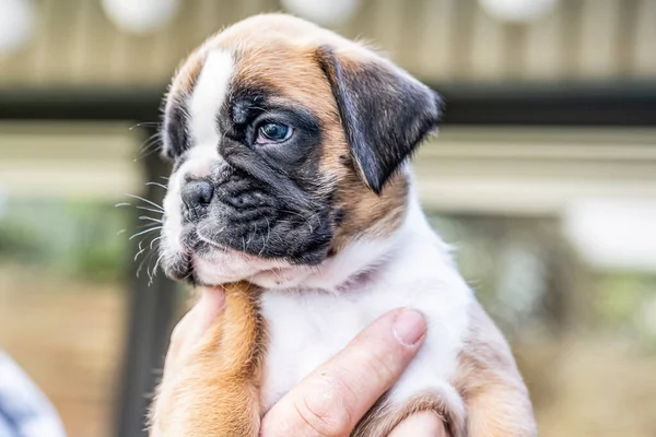 4 semanas joven pura raza perro boxeador alemán cachorro de oro — Foto de Stock