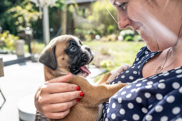 4 semanas joven pura raza perro boxeador alemán cachorro de oro en el brazo de las mujeres — Foto de Stock