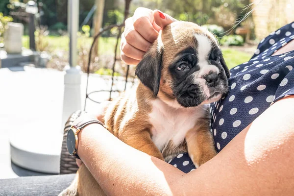 4 haftalık genç safkan köpek yavrusu Alman boksör köpeği kadın kolunda