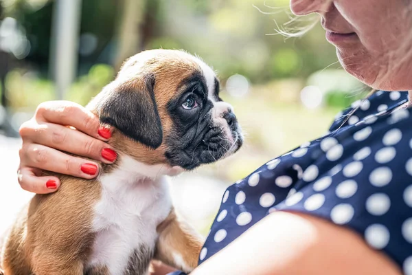 4 semanas joven pura raza perro boxeador alemán cachorro de oro en el brazo de las mujeres — Foto de Stock