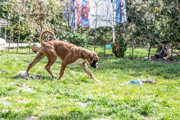 Молодий чистокровний золотий щеня німецький боксерський собака — стокове фото