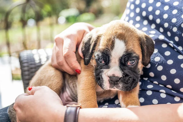 4 semanas joven pura raza perro boxeador alemán cachorro de oro en el brazo de las mujeres — Foto de Stock