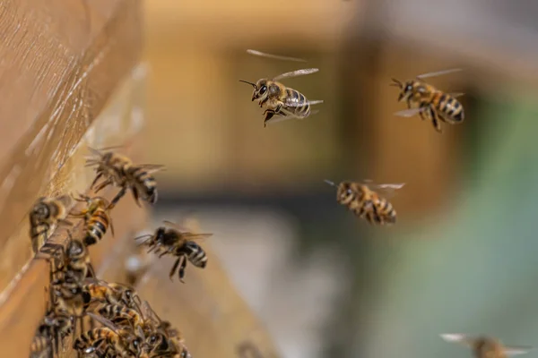 Primer plano de abejas voladoras en colmena colmena Abejas trabajadoras recogiendo polen amarillo — Foto de Stock