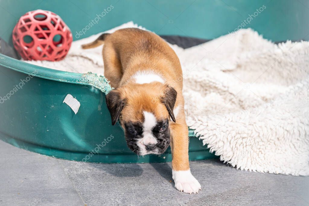 4 weeks young purebred golden puppy german boxer dog