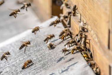 Arı kovanına uçan bal arılarını kapatın. Çalışan arılar sarı polen topluyor.