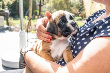4 haftalık genç safkan köpek yavrusu Alman boksör köpeği kadın kolunda