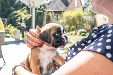 4 haftalık genç safkan köpek yavrusu Alman boksör köpeği kadın kolunda
