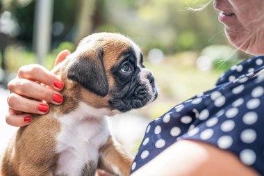 4 haftalık genç safkan köpek yavrusu Alman boksör köpeği kadın kolunda
