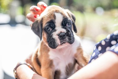 4 haftalık genç safkan köpek yavrusu Alman boksör köpeği kadın kolunda