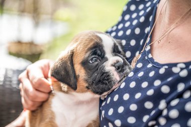 4 haftalık genç safkan köpek yavrusu Alman boksör köpeği kadın kolunda