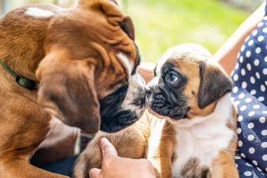 4 haftalık genç safkan köpek yavrusu Alman boksör