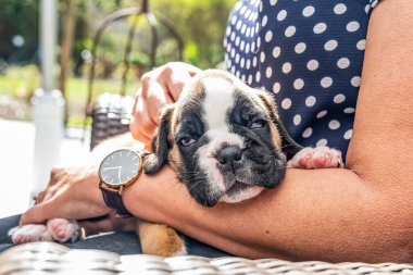 4 haftalık genç safkan köpek yavrusu Alman boksör köpeği kadın kolunda