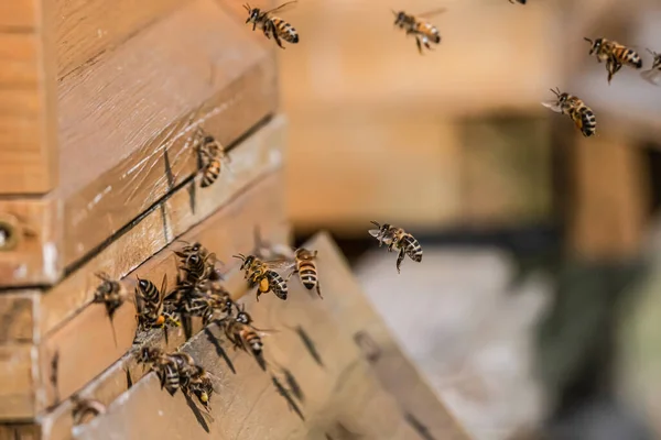 Zbliżenie latających pszczół miodnych do pasieki w ulu Pracujące pszczoły zbierające żółty pyłek — Zdjęcie stockowe