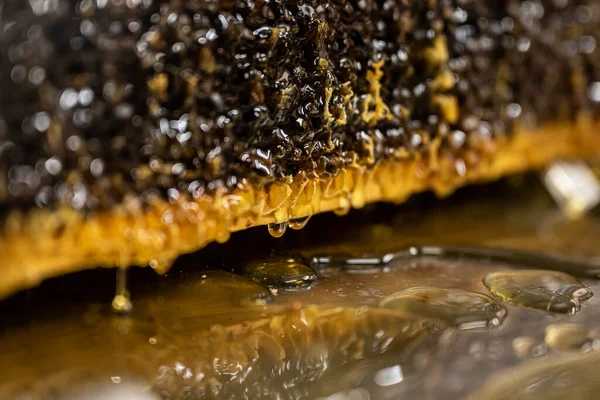 Glossy yellow golden honey comb reflection mirror sweet honey drips flow during harvest background with textspace — Stock Photo, Image
