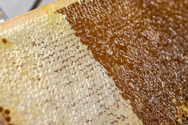 Honeycomb open unwaxing fork beekeeper uncapped for harvest golden delicious honey closeup — Stock Photo, Image