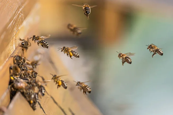 Primer plano de abejas voladoras en colmena colmena Abejas trabajadoras recogiendo polen amarillo — Foto de Stock