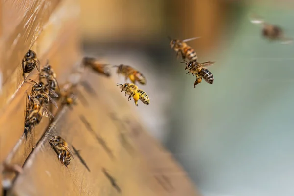 Close up of flying honey bees into beehive apiary Working bees collecting yellow pollen — Stock Photo, Image