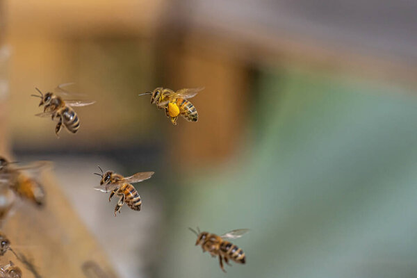 Close up of flying honey bees into beehive apiary Working bees collecting yellow pollen