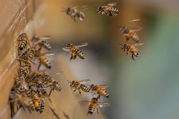 Primer plano de abejas voladoras en colmena colmena Abejas trabajadoras recogiendo polen amarillo — Foto de Stock