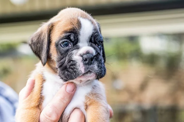 4 semanas joven pura raza perro boxeador alemán cachorro de oro — Foto de Stock
