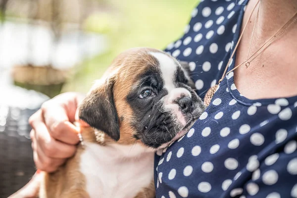 4 недели молодой чистокровный золотой щенок немецкий боксер собака в женской руке — стоковое фото