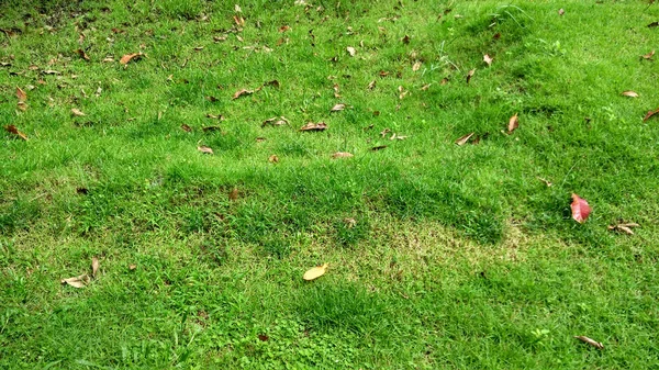 Zelené trávy a hnědé listy — Stock fotografie
