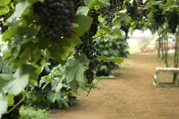 Şampanya üzüm harvest05