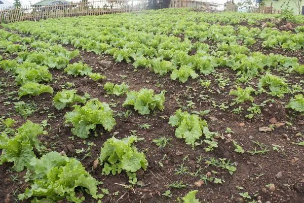 yeşil lettuce02