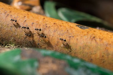 Çelik Boru üzerinde yürüyen güzel manzara siyah karınca