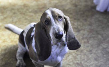 Üç renkli, genç, güzel, tapılası tazı kameraya bakıyor.