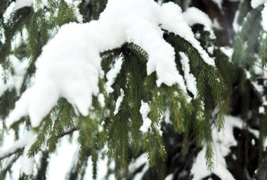 Kar yeşili köknar ağacı dalları. Kar bir köknar ağacının dallarında yatar. Noel kış asgari konsepti