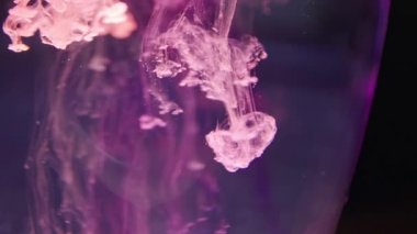 renk slplashes boya su yavaş hareket