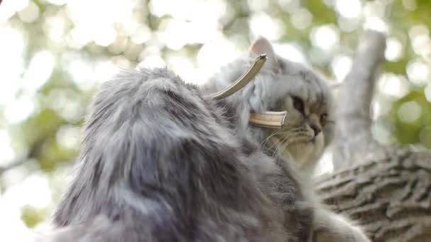 Кот сидит на дереве со страхом — стоковое видео