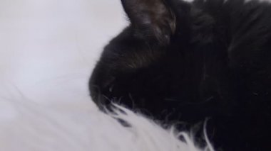 Kedi meowing, yakın çekim