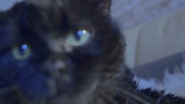 Närbild av katt meowing — Stockvideo